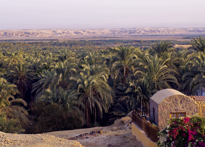 Overnight Tour to Bahariya Oasis from Cairo