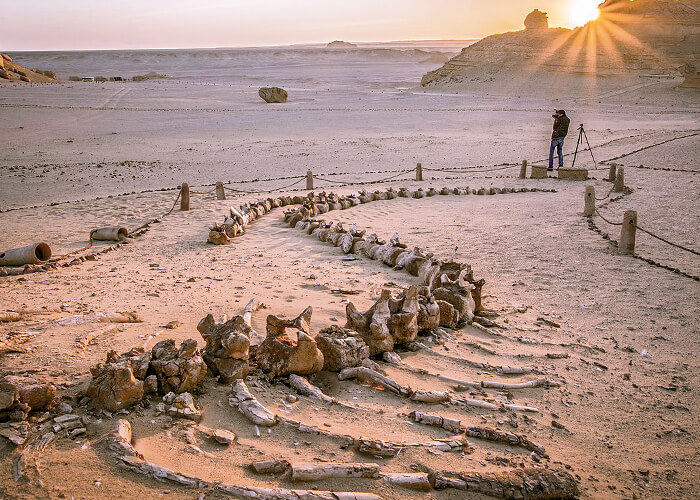 Day Trip to Fayoum and Valley of the Whales