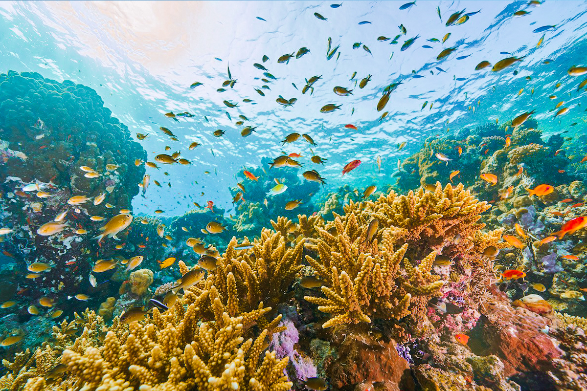 Coral Reefs Of The Red Sea Egypt Accessible Travel